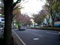 videos de Aoba St. of Japanese autumn - Sendai-shi