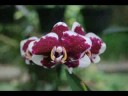 Flower001