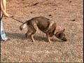 Gaia von Starke Pfoten Schutzhund Tracking