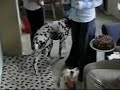 Dogs - You\