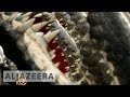 Thailand's wildlife business as usual