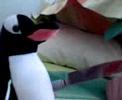 Pingüino Asesino
