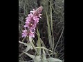 song from moravia
