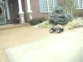my HPI Savage XL Monster Truck