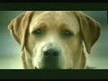 Der Selbstmordhund
