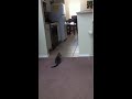 Enlace a Los gatos pueden leer tu mente