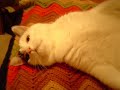 Kitty Cat Dance