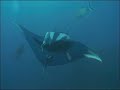 Diving the Islas Revillagigedos of Mexico on the Solmar V