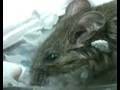 Mouse-in-Toilet