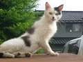 お前はダレだあ何見てるんだあ