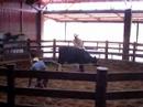 Thai Cowboy