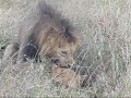 Lion Honeymoon