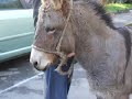 Chalford Donkey