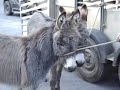 Chalford Donkey