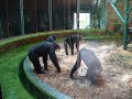 Chimps of Chester Zoo