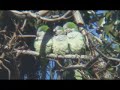 Wild Quaker Parrot video introduces you to New Jersey's amazing flock of wild Quaker Parrots. Shot by Steve Baldwin of BrooklynParrots.com, this footage is going into forthcoming parrot documentary on wild Quake Parrots in U.S.A.