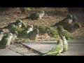 The Wild Parrots of Edgewater, NJ