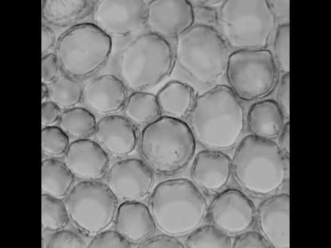 Bright-field light microscopy images of plant cell walls