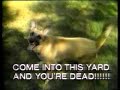 Dog Poetry