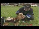 Marvelous Veterinary interview (www.panchocavero.com)