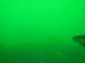 stripers in the gloom
