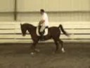 Shawn playing at dressage