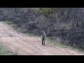 Hyena In The Wild