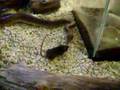 feeding my children`s python