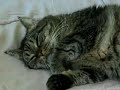 LUCKY --- FAT CAT SNORE LUCKY --- FAT CAT SNORE