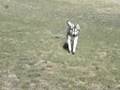 Our Siberian Husky Running at Camera