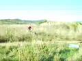 videos de piñu dunas