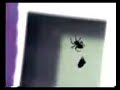 SPIDER & tHe Fly,MARIO POMPETTI SPIDER & tHe Fly,MARIO POMPETTI