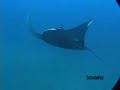 Galapagos Laje de Santos Manta Ray Attack 2 Whale Shark
