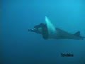 Galapagos Laje de Santos Manta Ray Attack 2 Whale Shark