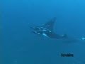 Galapagos Laje de Santos Manta Ray Attack 2 Whale Shark