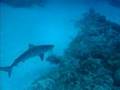 Extreme Spearfishing - Coral Sea Trip Oct 2006 1/3