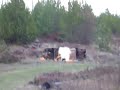 85 lb. Pumpkin Destroyed By a .338 Magnum
