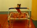 videos de Gymboree 20/11