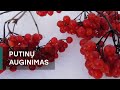 Po putinu sėdėdama putinėlį laužiau