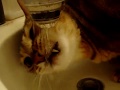 蛇口から直接水飲みティガー社長！A glass cat