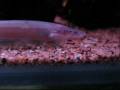 Feeding clip of Compsaraia samueli aka Pelican Knifefish