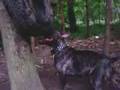 Oponka - Cerber (bullterrier)