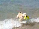 Zoey at Lake Michigan
