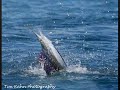 Fishing for sailfish in the Florida Keys on a 33ft worldcat, the Contagious