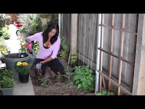 how to care marigold plant