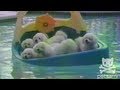 Puppies abandon ship in hopes of finding dry land