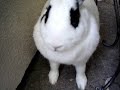 Bunny Up Close