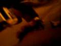 videos de Familia Copo Cheio \o/ -  2°