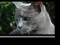 Vote Misha for NZ's Next Top Cat Model
