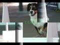 videos de Woof Gang at Ramona Tournament Nov 15-08.wmv